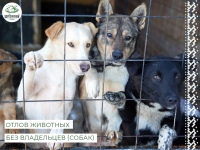 На территории городского поселения Березово в период с 21 по 31 марта будет проводиться отлов животных без владельцев (собак)