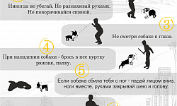 Основы безопасного поведения при встречи с собаками